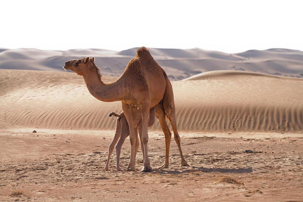 Desert Retreat Camp Al Wāşil Екстериор снимка